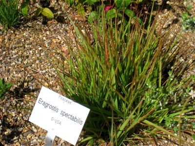 Eragrostis spectabilis in the Botanischer Garten der Universität Würzburg, Würzburg, Germany.