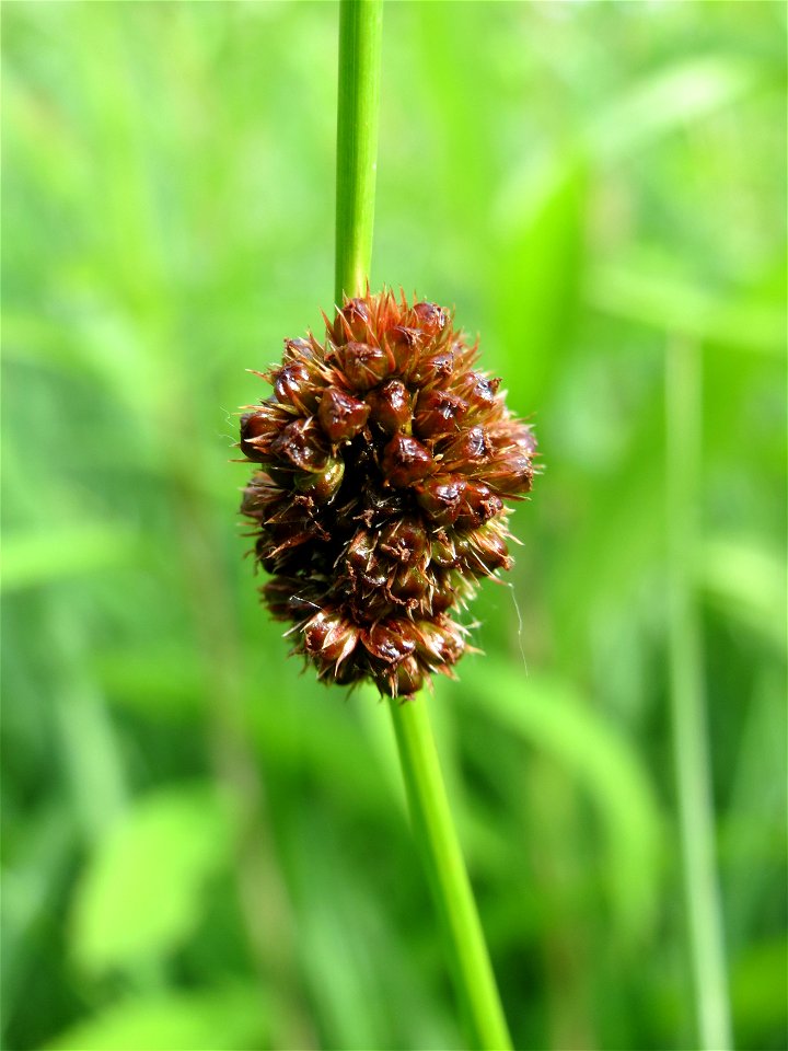 Knäuel-Binse (Juncus conglomeratus) im Naturschutzgebiet "St. Arnualer Wiesen"
