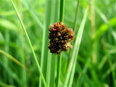 Knäuel-Binse (Juncus conglomeratus) im Naturschutzgebiet "St. Arnualer Wiesen"