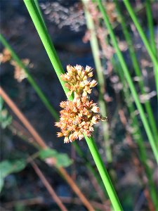 Knäuel-Binse (Juncus conglomeratus) im Schwetzinger Hardt