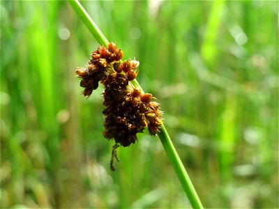 Knäuel-Binse (Juncus conglomeratus) am Geißböckelgraben bei Philippsburg