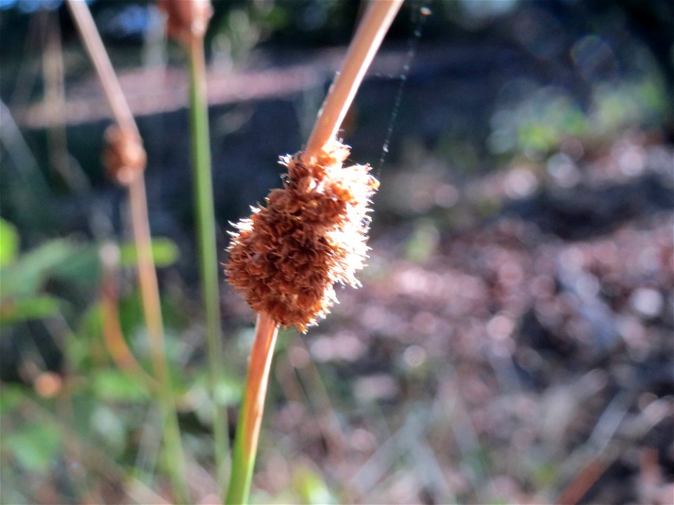 Knäuel-Binse (Juncus conglomeratus) im Schwetzinger Hardt