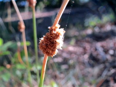 Knäuel-Binse (Juncus conglomeratus) im Schwetzinger Hardt