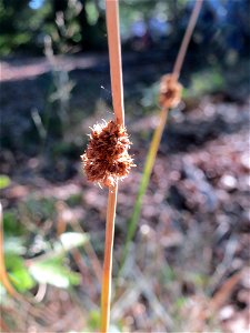 Knäuel-Binse (Juncus conglomeratus) im Schwetzinger Hardt