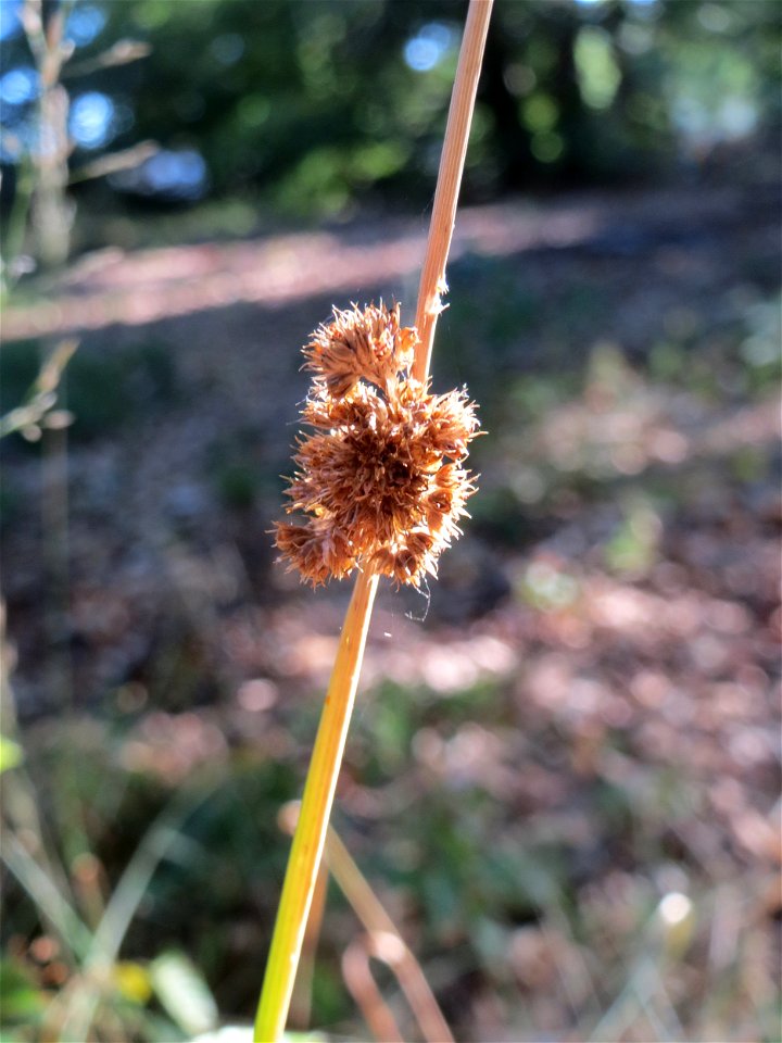 Knäuel-Binse (Juncus conglomeratus) im Schwetzinger Hardt