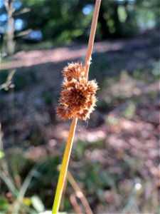 Knäuel-Binse (Juncus conglomeratus) im Schwetzinger Hardt