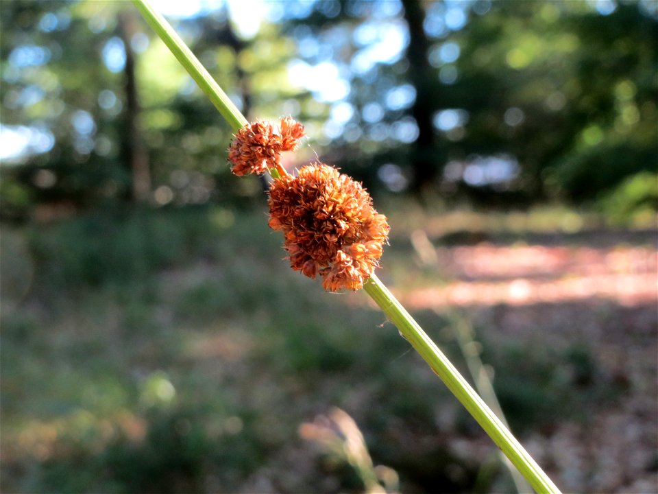Knäuel-Binse (Juncus conglomeratus) im Schwetzinger Hardt