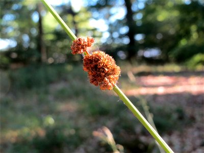 Knäuel-Binse (Juncus conglomeratus) im Schwetzinger Hardt