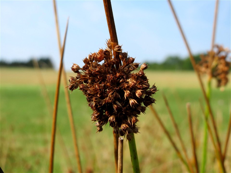 Knäuel-Binse (Juncus conglomeratus) im Naturschutzgebiet Mürmes