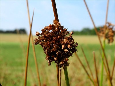 Knäuel-Binse (Juncus conglomeratus) im Naturschutzgebiet Mürmes