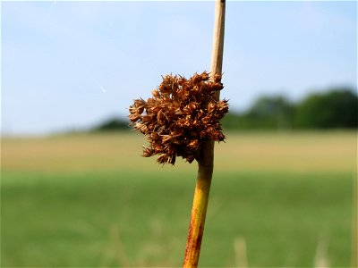 Knäuel-Binse (Juncus conglomeratus) im Naturschutzgebiet Mürmes
