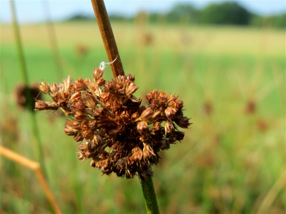 Knäuel-Binse (Juncus conglomeratus) im Naturschutzgebiet Mürmes