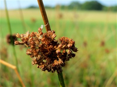 Knäuel-Binse (Juncus conglomeratus) im Naturschutzgebiet Mürmes
