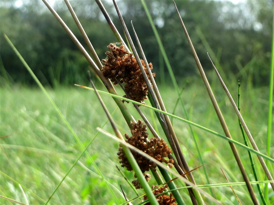Knäuel-Binse (Juncus conglomeratus) im Naturschutzgebiet Mürmes