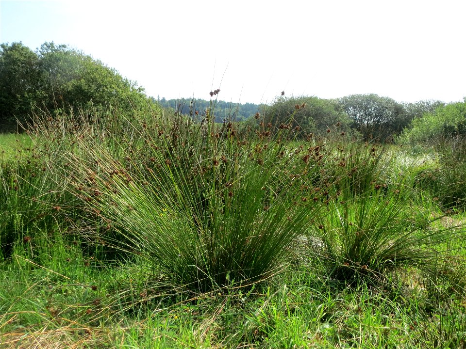 Knäuel-Binse (Juncus conglomeratus) im Naturschutzgebiet Mürmes