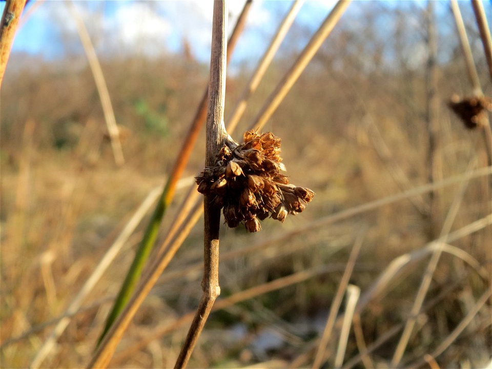 Knäuel-Binse (Juncus conglomeratus) im Naturschutzgebiet "St. Arnualer Wiesen"