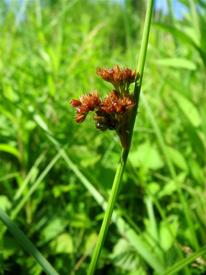 Knäuel-Binse (Juncus conglomeratus) im Naturschutzgebiet „St. Arnualer Wiesen“