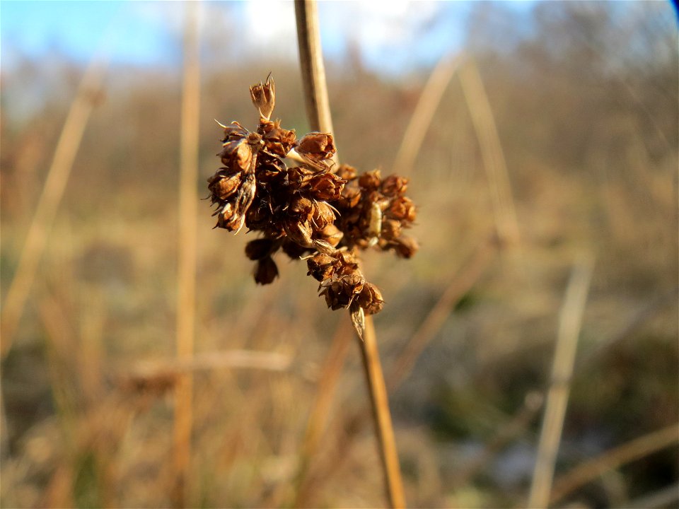 Knäuel-Binse (Juncus conglomeratus) im Naturschutzgebiet "St. Arnualer Wiesen"