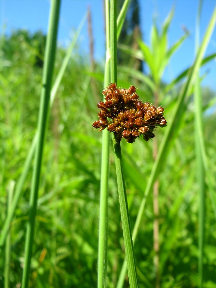 Knäuel-Binse (Juncus conglomeratus) im Naturschutzgebiet „St. Arnualer Wiesen“