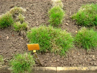 Bouteloua hirsuta specimen in the Botanischer Garten, Berlin-Dahlem (Berlin Botanical Garden), Berlin, Germany.