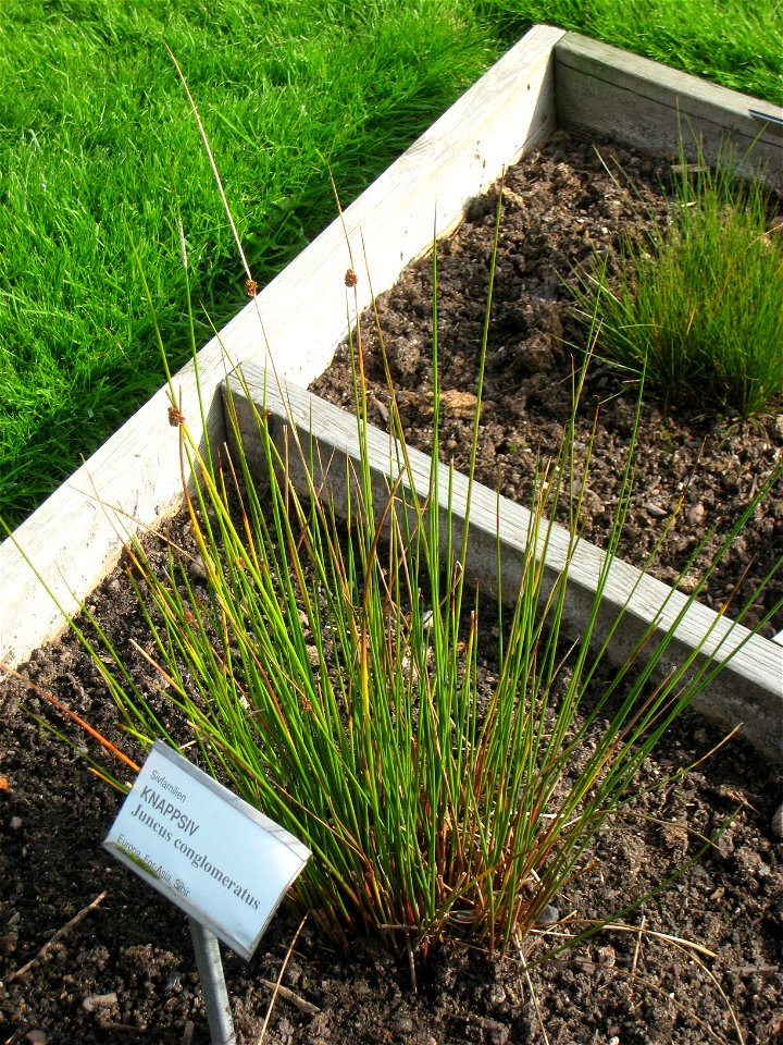 Juncus conglomeratus - Oslo botanical garden, Oslo, Norway.