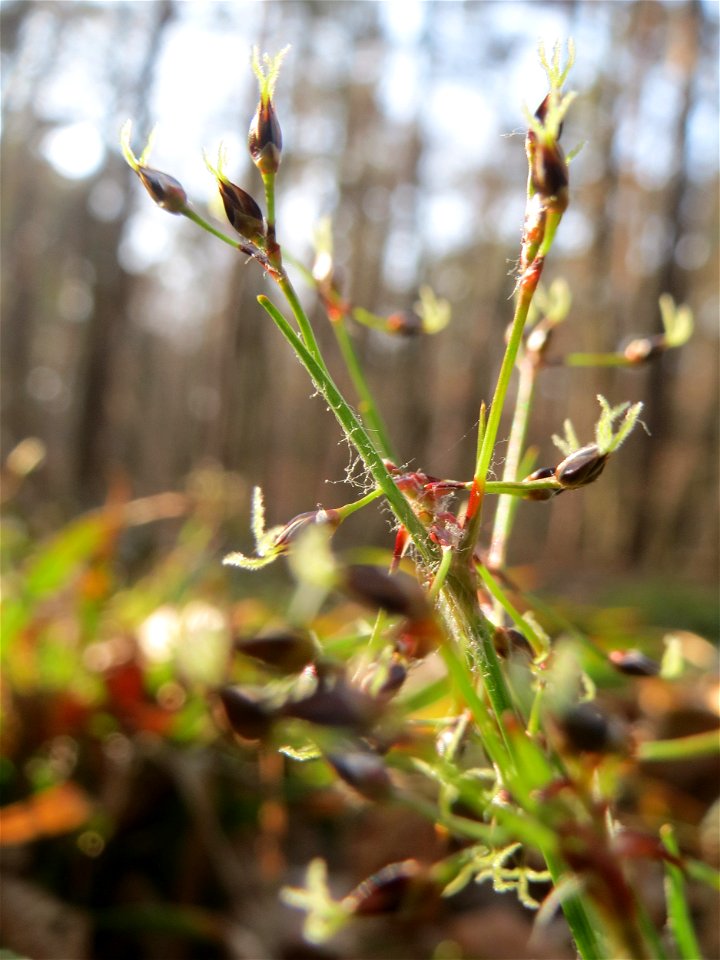 Behaarte oder Frühlings-Hainsimse (Luzula pilosa) im Saubusch in der Schwetzinger Hardt