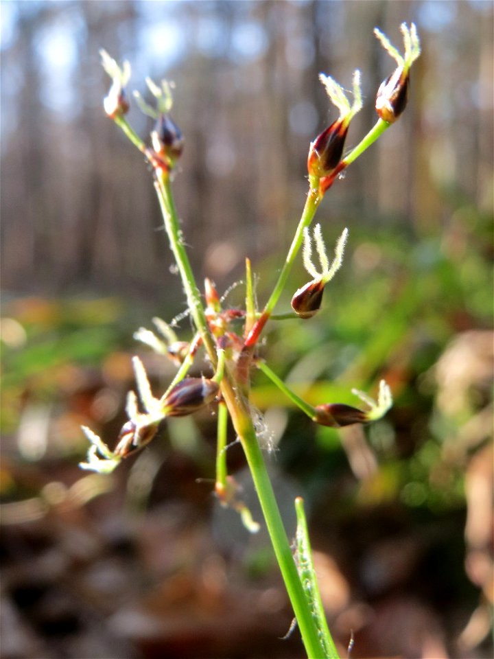 Behaarte oder Frühlings-Hainsimse (Luzula pilosa) im Saubusch in der Schwetzinger Hardt