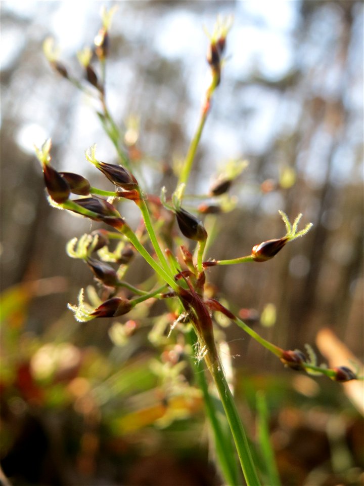 Behaarte oder Frühlings-Hainsimse (Luzula pilosa) im Saubusch in der Schwetzinger Hardt