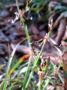 Behaarte oder Frühlings-Hainsimse (Luzula pilosa) im Saubusch in der Schwetzinger Hardt