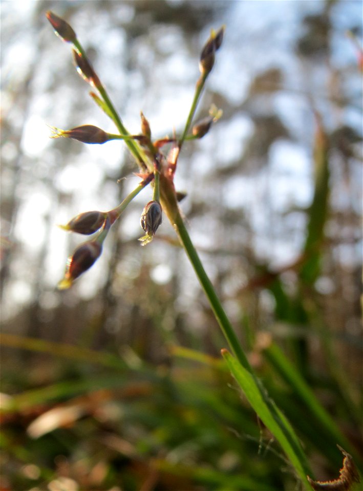 Behaarte oder Frühlings-Hainsimse (Luzula pilosa) im Saubusch in der Schwetzinger Hardt