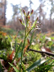 Behaarte oder Frühlings-Hainsimse (Luzula pilosa) im Saubusch in der Schwetzinger Hardt