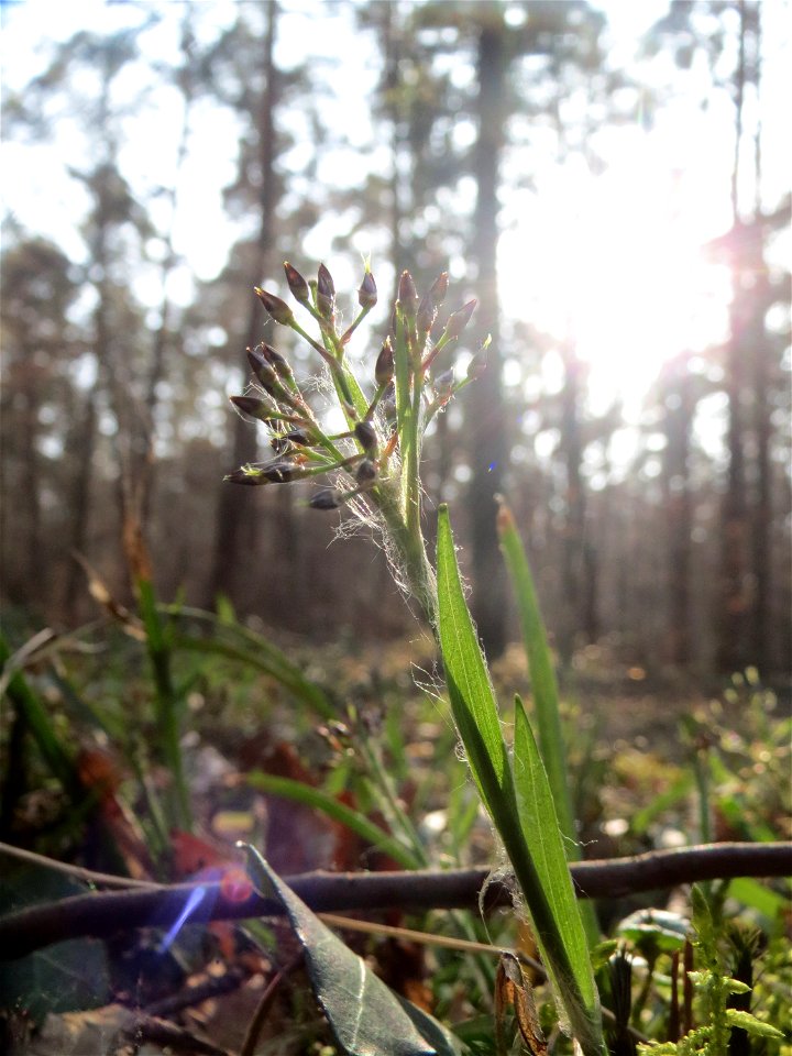 Behaarte oder Frühlings-Hainsimse (Luzula pilosa) im Saubusch in der Schwetzinger Hardt