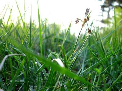 Behaarte Hainsimse (Luzula pilosa) in einem Kleinbiotop am Hockenheimring in der Schwetzinger Hardt