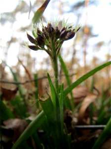 Behaarte oder Frühlings-Hainsimse (Luzula pilosa) im Saubusch in der Schwetzinger Hardt