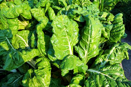 Healthy nutrition food