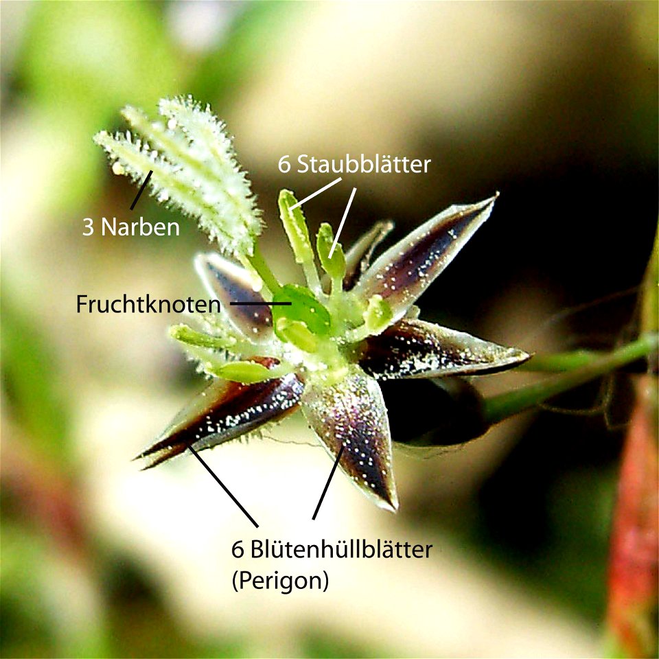 Bluete einer Hainsimse (Luzula), flower of Luzula