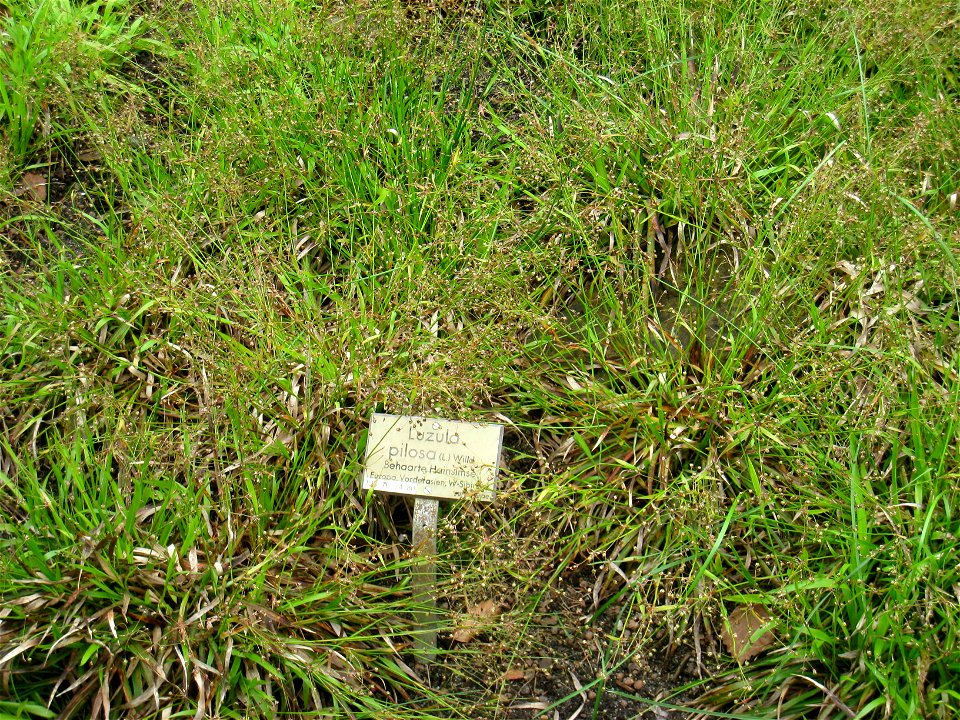 Luzula pilosa specimen in the Botanischer Garten, Berlin-Dahlem (Berlin Botanical Garden), Berlin, Germany.