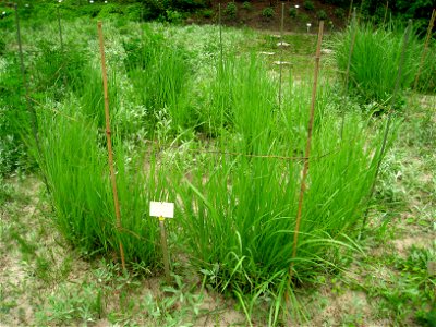 Leymus cinereus specimen in the Botanischer Garten, Berlin-Dahlem (Berlin Botanical Garden), Berlin, Germany.