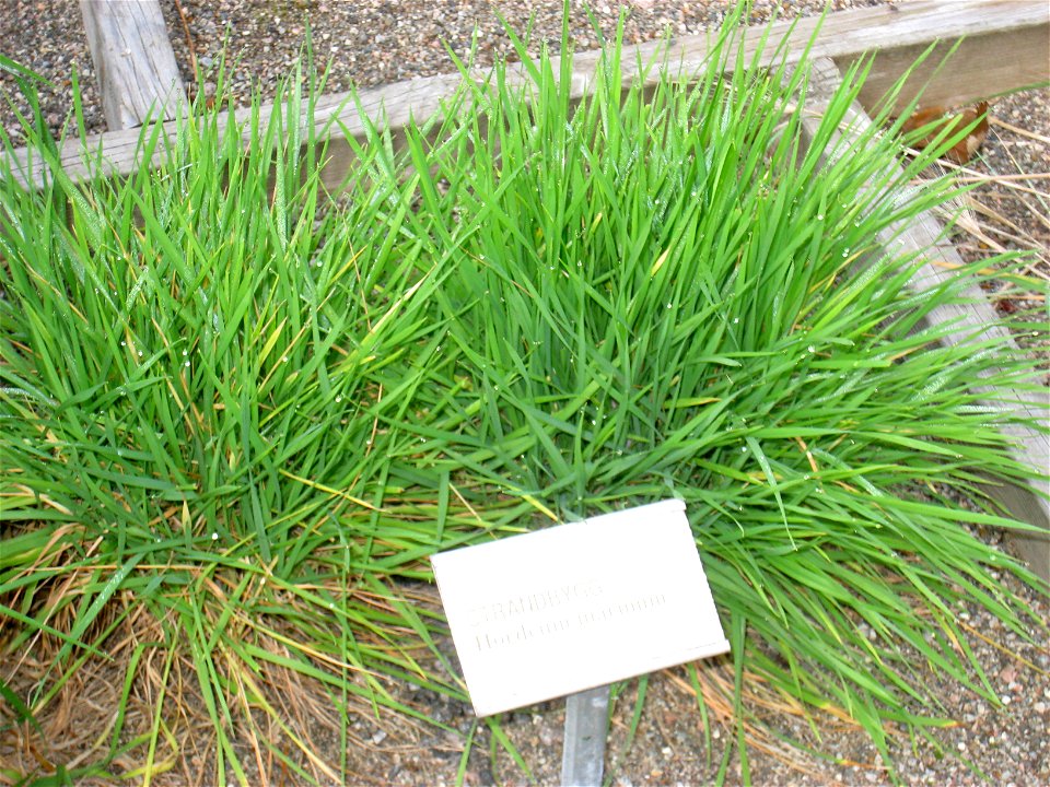 Hordeum marinum - Oslo botanical garden, Oslo, Norway.