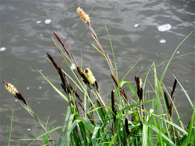 Sumpf-Segge (Carex acutiformis) am Kraichbach in Hockenheim