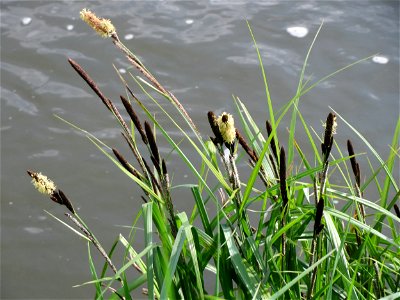 Sumpf-Segge (Carex acutiformis) am Kraichbach in Hockenheim