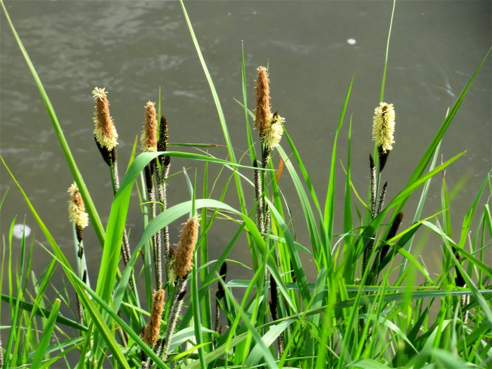 Sumpf-Segge (Carex acutiformis) am Kraichbach in Hockenheim