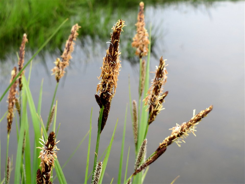 Sumpf-Segge (Carex acutiformis) am Hochwasserrückhaltebecken im Naturschutzgebiet Bachwiesen/Leopoldswiesen im Hockenheimer Rheinbogen
