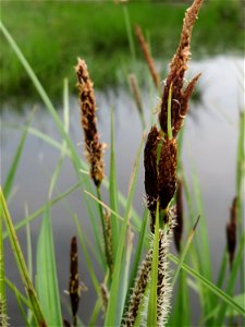 Sumpf-Segge (Carex acutiformis) am Hochwasserrückhaltebecken im Naturschutzgebiet Bachwiesen/Leopoldswiesen im Hockenheimer Rheinbogen