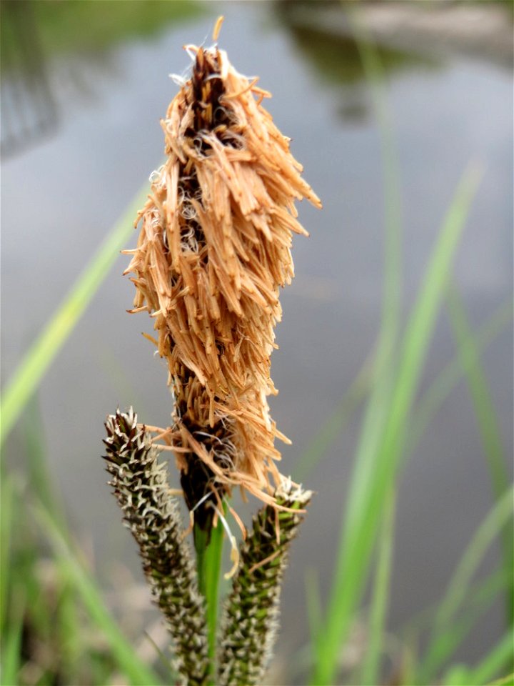 Sumpf-Segge (Carex acutiformis) am Hochwasserrückhaltebecken im Naturschutzgebiet Bachwiesen/Leopoldswiesen im Hockenheimer Rheinbogen
