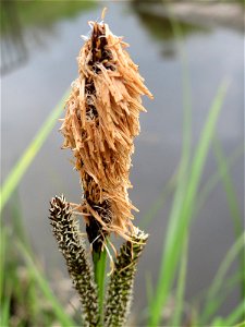 Sumpf-Segge (Carex acutiformis) am Hochwasserrückhaltebecken im Naturschutzgebiet Bachwiesen/Leopoldswiesen im Hockenheimer Rheinbogen