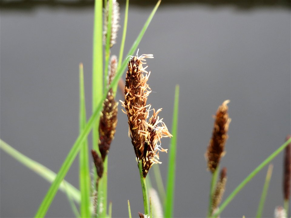 Sumpf-Segge (Carex acutiformis) am Hochwasserrückhaltebecken im Naturschutzgebiet Bachwiesen/Leopoldswiesen im Hockenheimer Rheinbogen