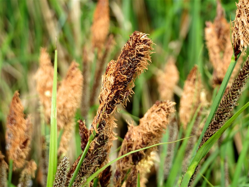 Sumpf-Segge (Carex acutiformis) im Landschaftsschutzgebiet Hockenheimer Rheinbogen