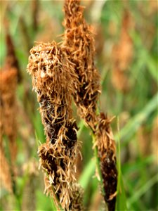 Sumpf-Segge (Carex acutiformis) im Landschaftsschutzgebiet Hockenheimer Rheinbogen