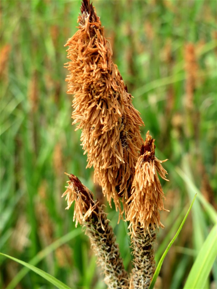 Sumpf-Segge (Carex acutiformis) im Landschaftsschutzgebiet Hockenheimer Rheinbogen
